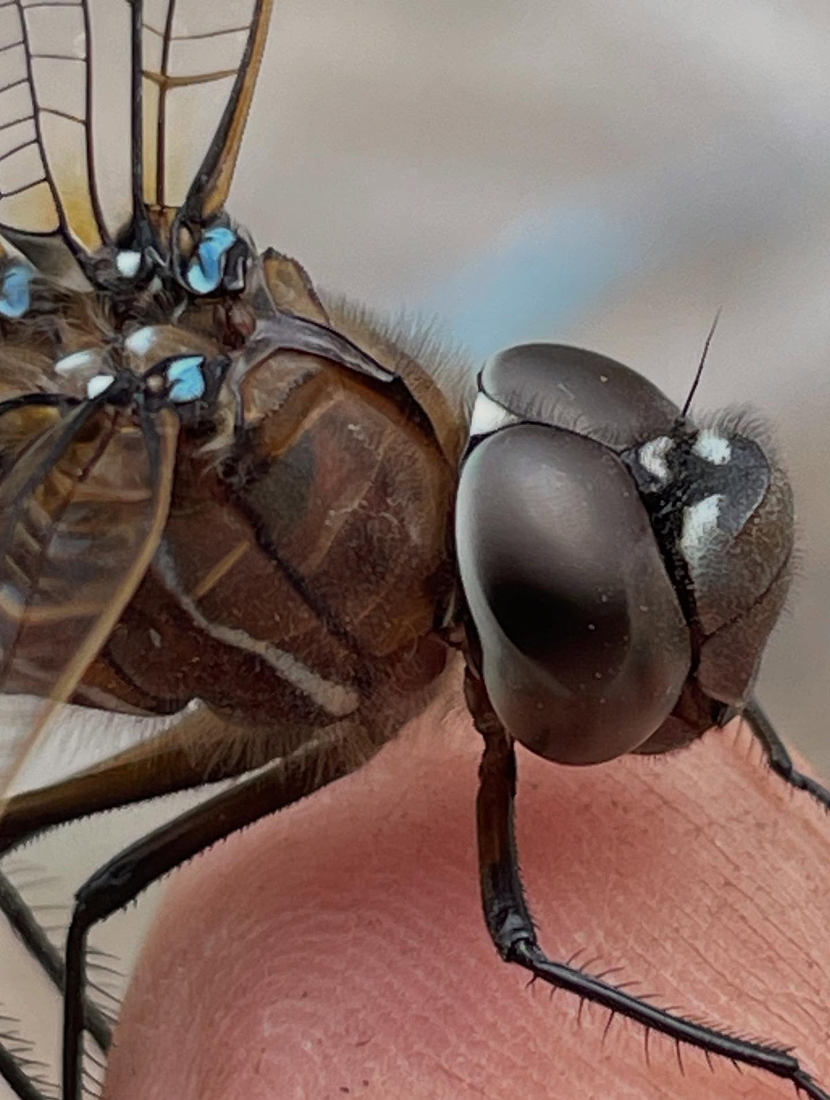 we have quite a few of these guys around in the evenings, helping with the mosquitos, image 2 of 2