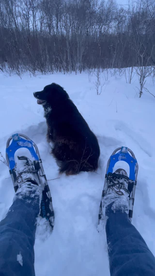 went for a walk with Pepsi, the snow was deep so he liked walking in my snowshoe tracks