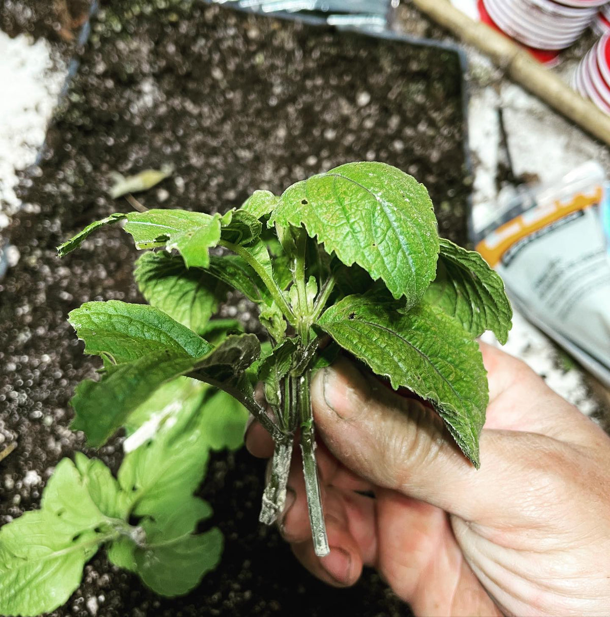 west african basil grows more like a perennial than other basil species, i made some softwood cuttings to see how, image 1 of 2
