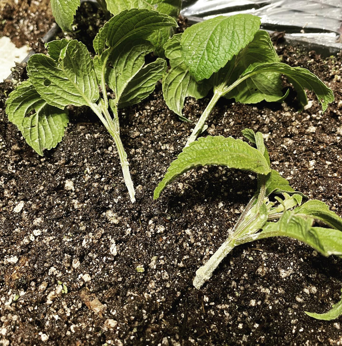 west african basil grows more like a perennial than other basil species, i made some softwood cuttings to see how, image 2 of 2
