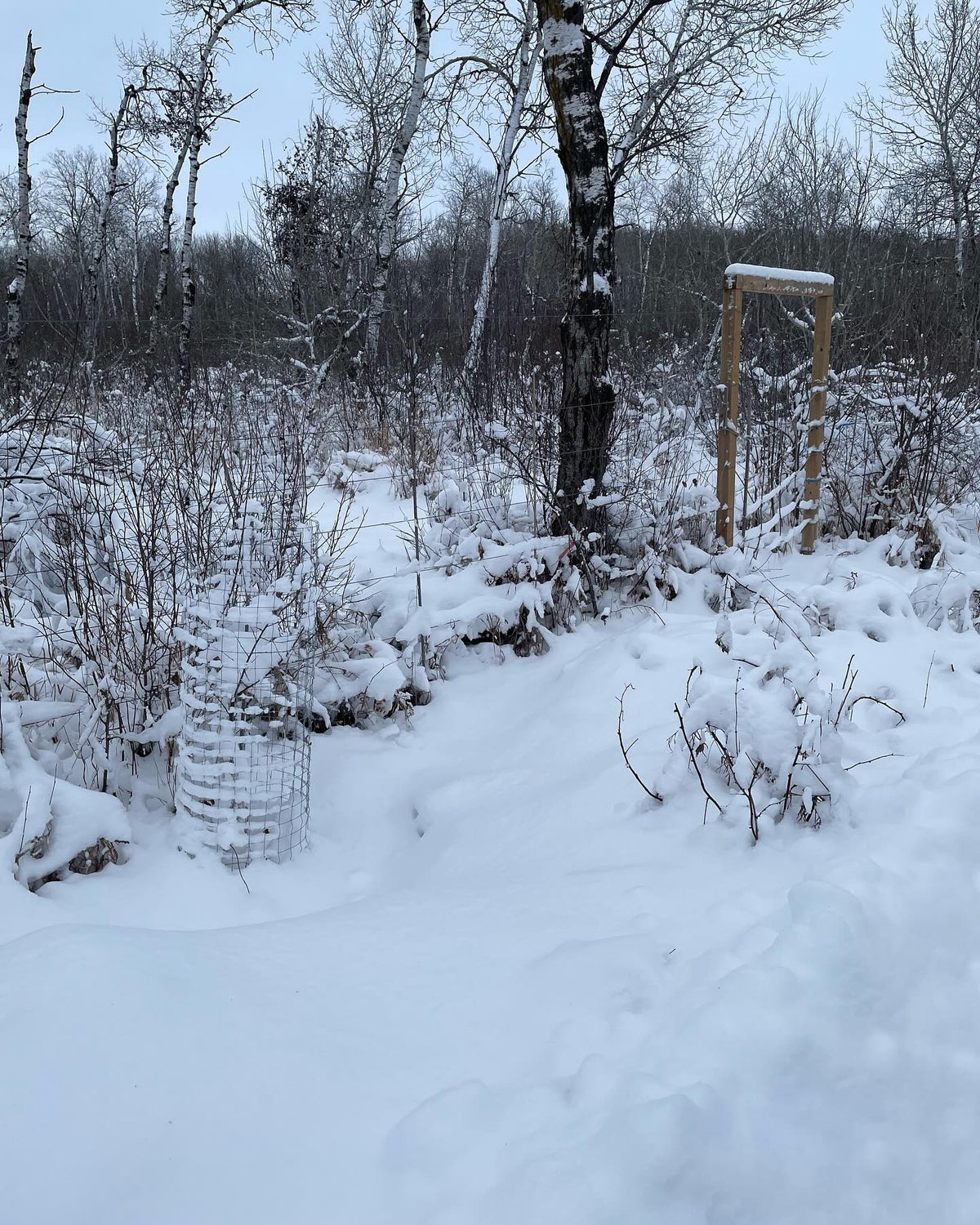 west orchard gate, image 1 of 2