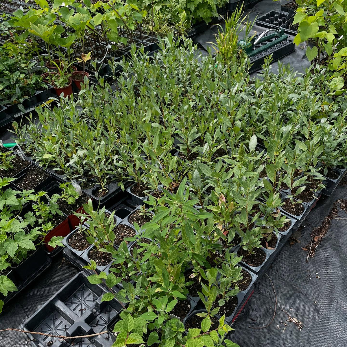 western sandcherry from seed this spring, collected from a neighbour's hansen bush cherries