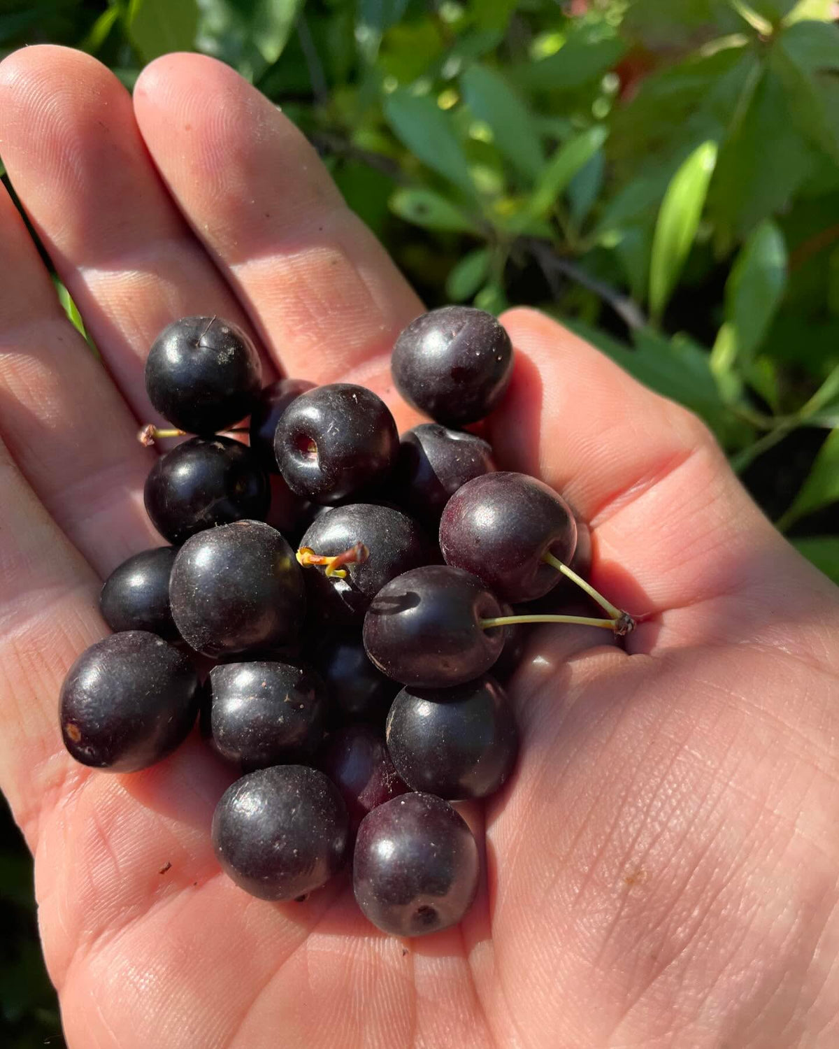 western sandcherry, prunus besseyi, image 1 of 6