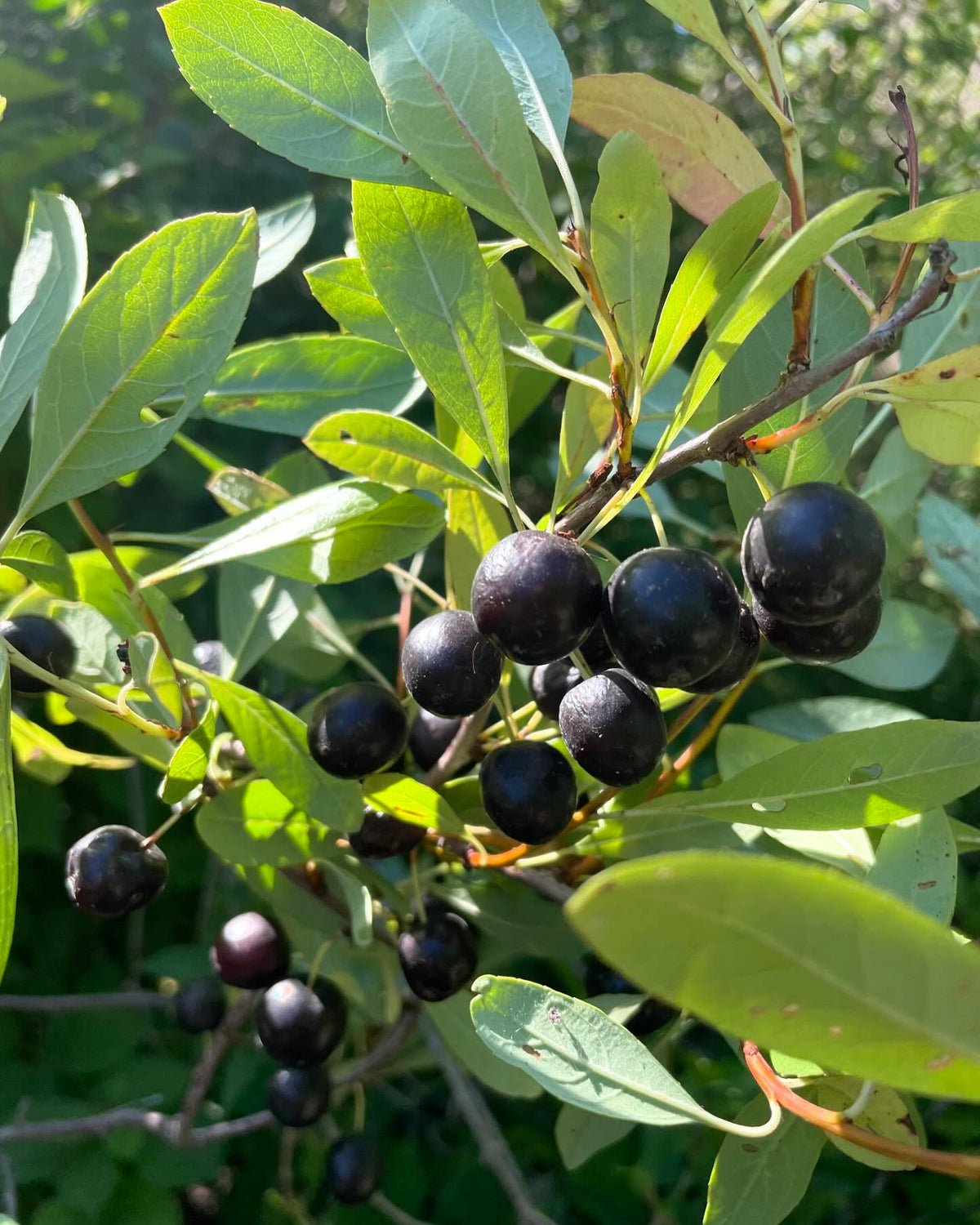 western sandcherry, prunus besseyi, image 2 of 6