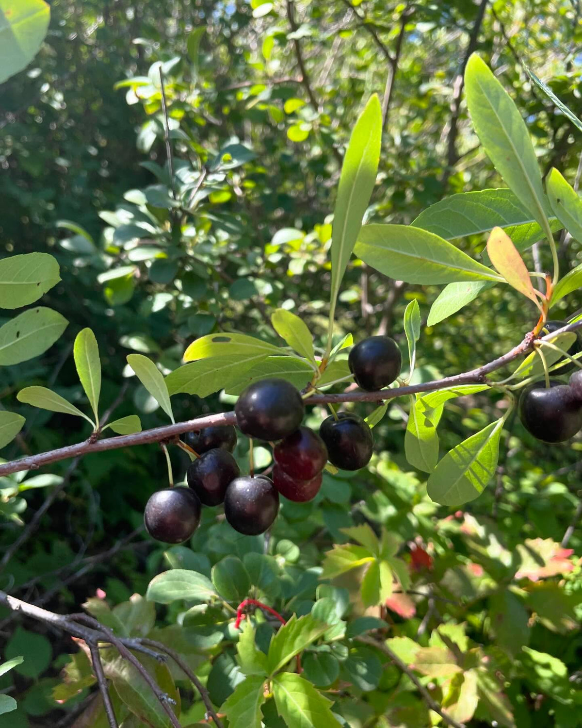 western sandcherry, prunus besseyi, image 3 of 6
