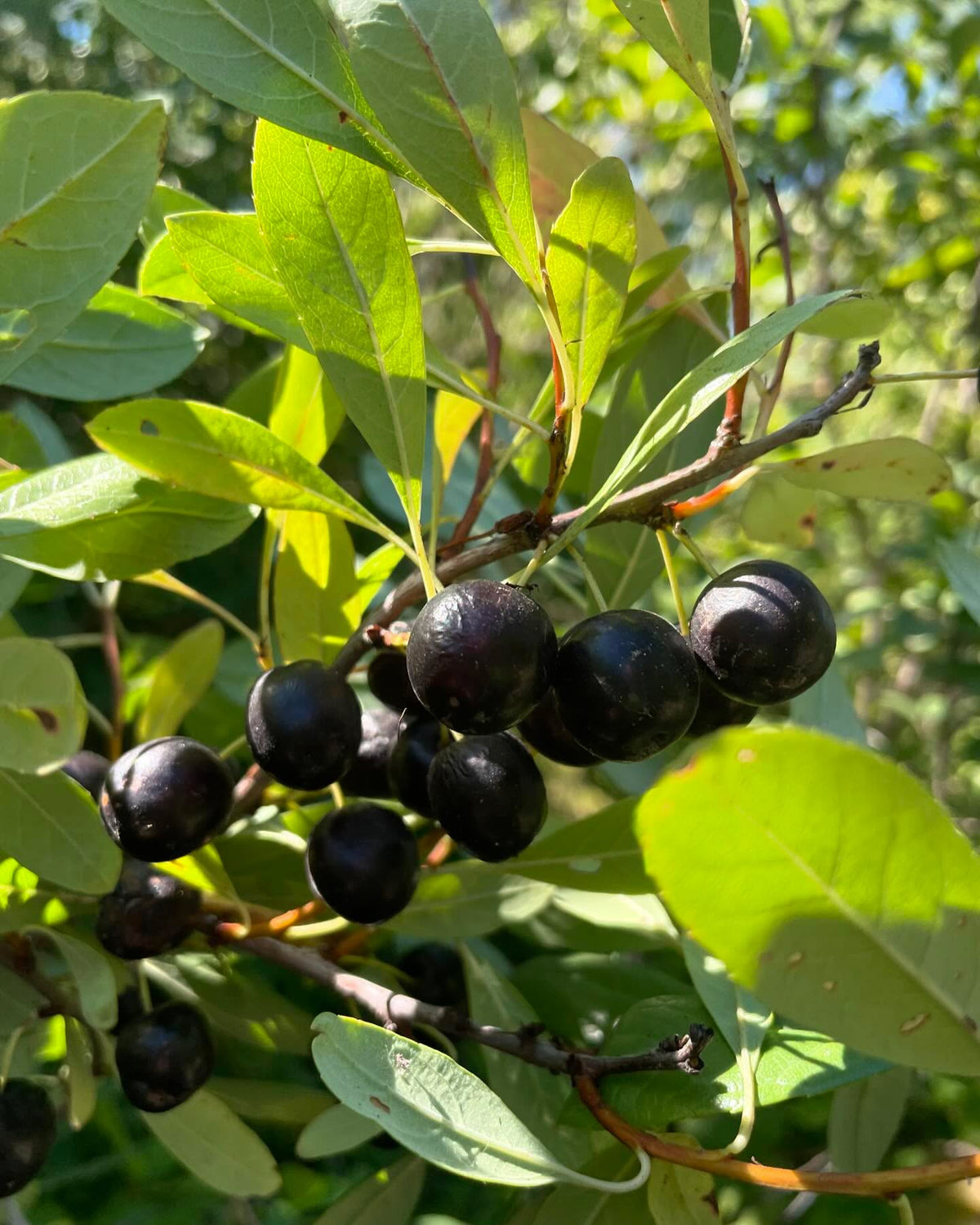 western sandcherry, prunus besseyi, image 4 of 6