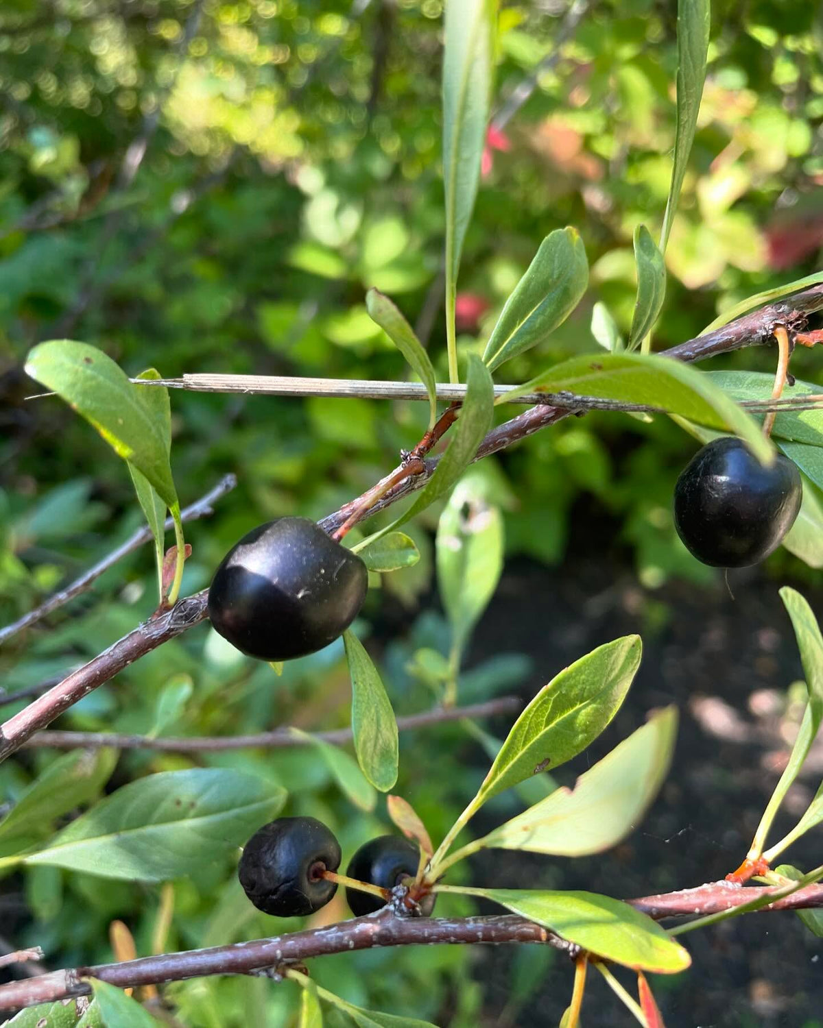 western sandcherry, prunus besseyi, image 5 of 6