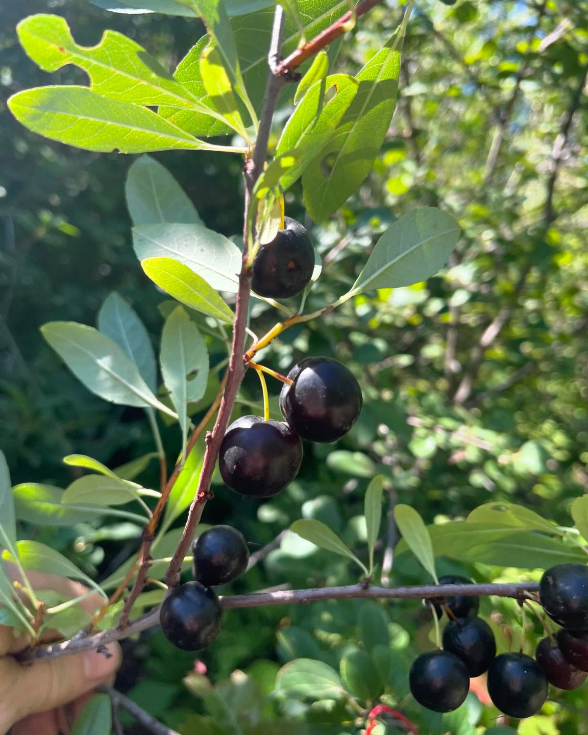 western sandcherry, prunus besseyi, image 6 of 6