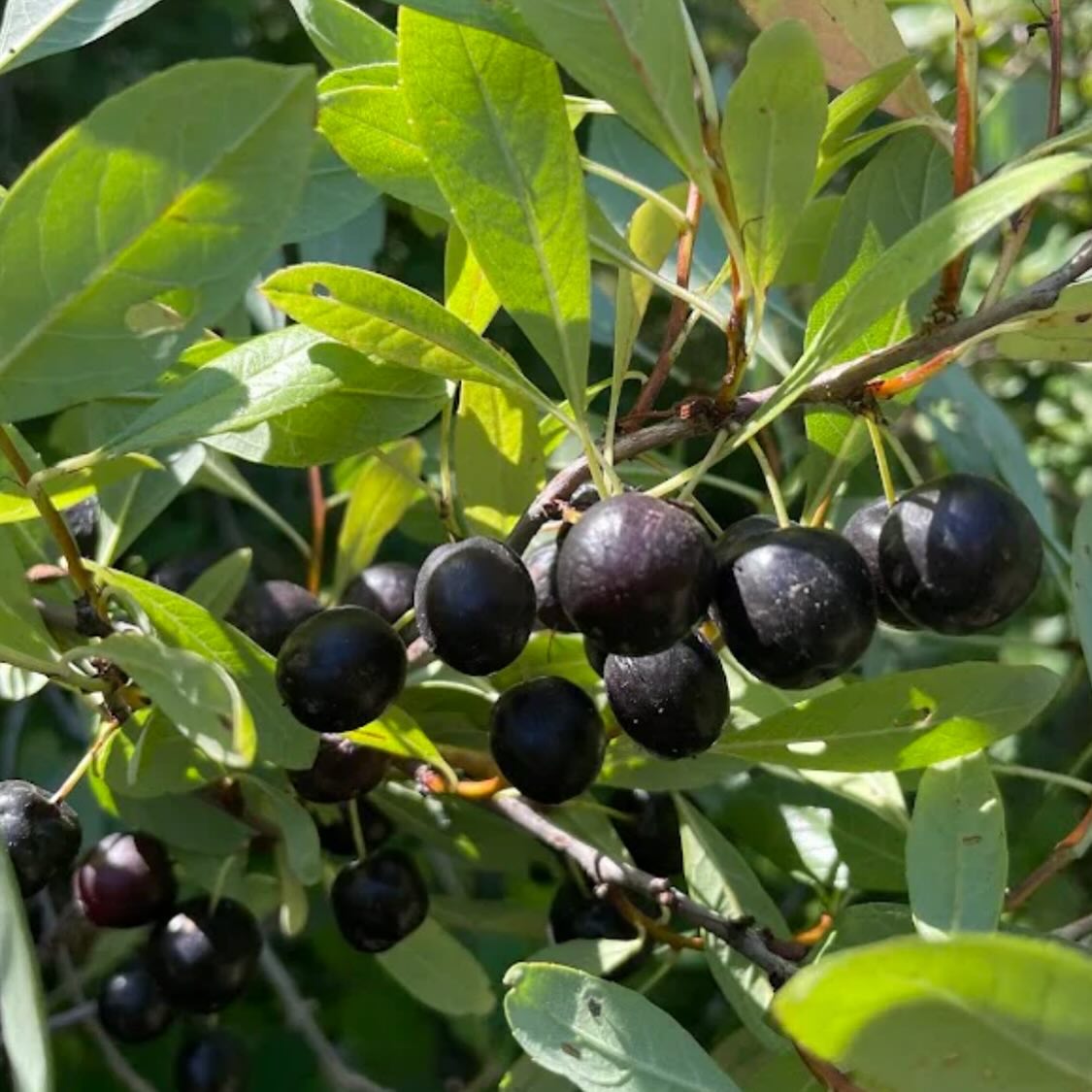 western sandcherry, prunus besseyi, image 1 of 5