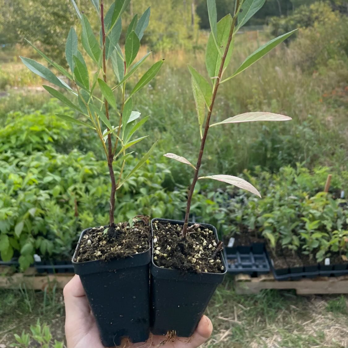 western sandcherry, prunus besseyi, image 2 of 5
