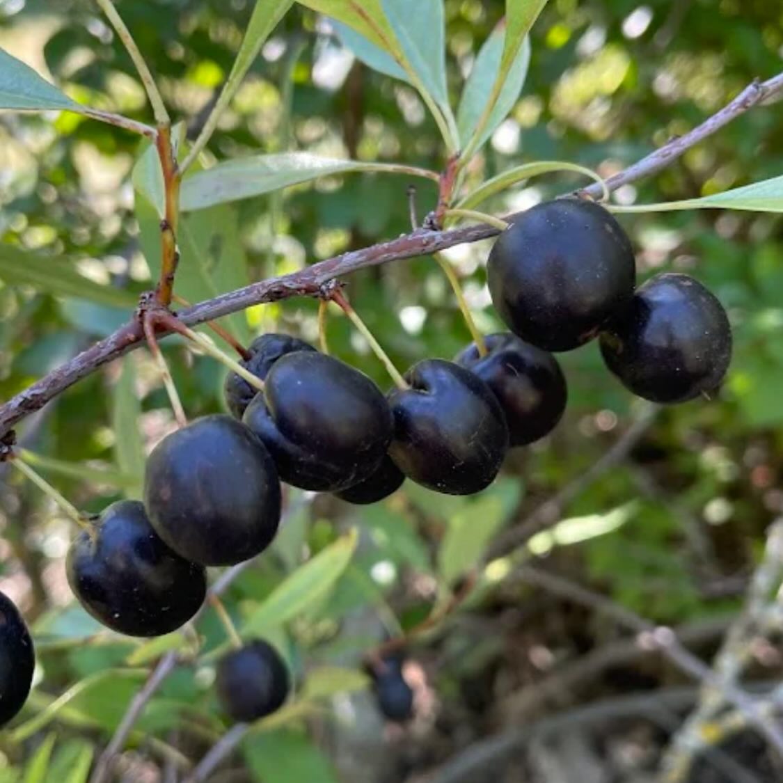 western sandcherry, prunus besseyi, image 3 of 5