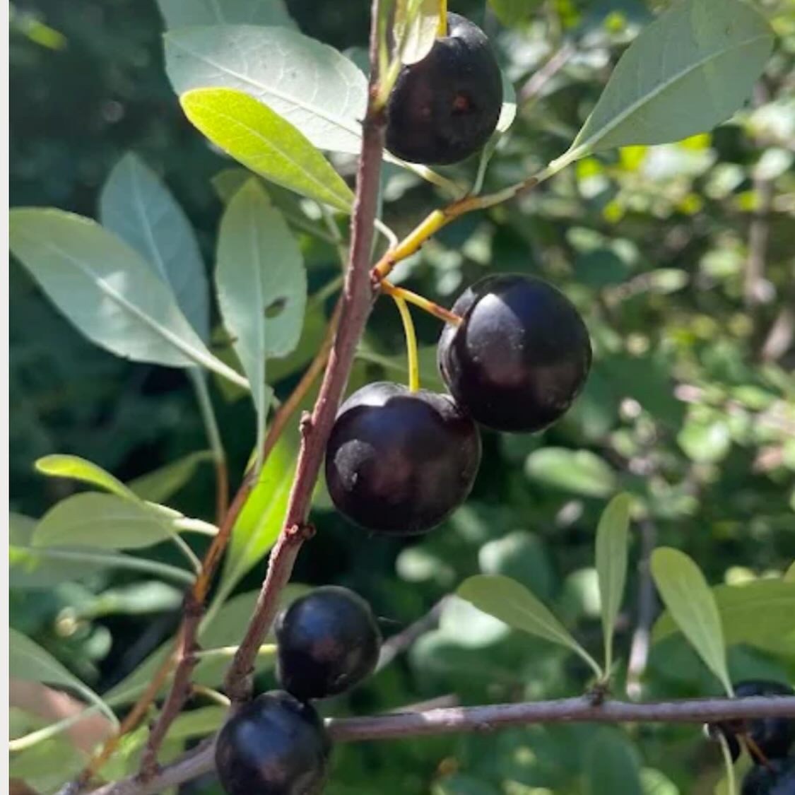 western sandcherry, prunus besseyi, image 4 of 5