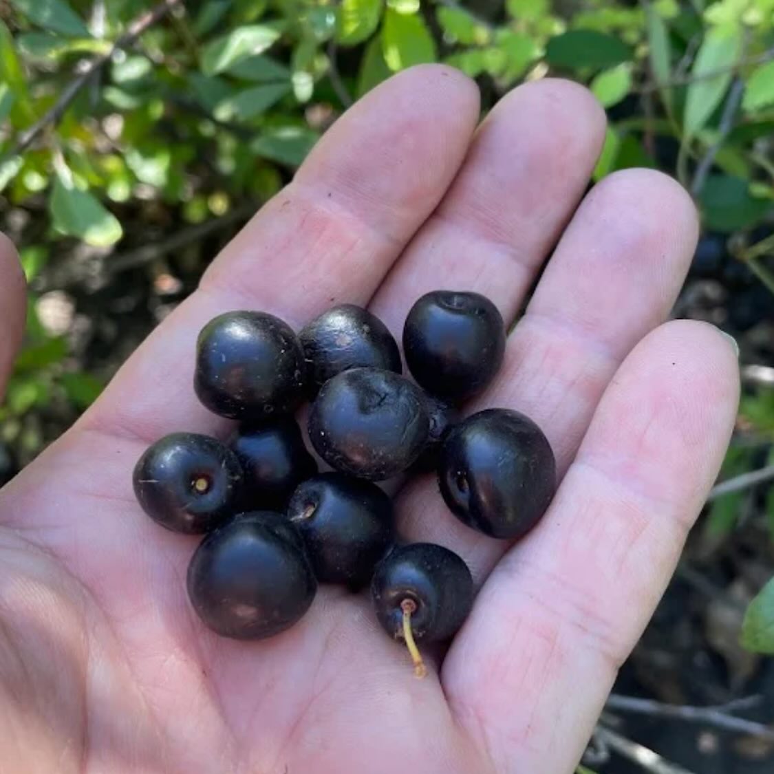 western sandcherry, prunus besseyi, image 5 of 5