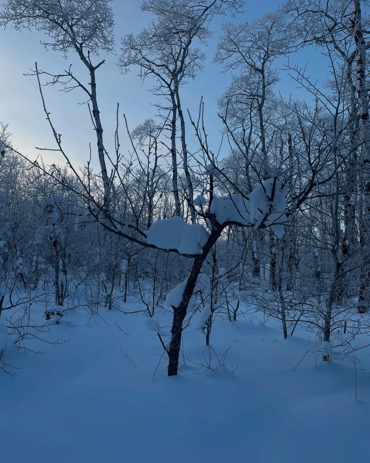 we’ve had a couple ft of snow this month, here’s the drifts in one of our apple trees along the laneway, image 2 of 2
