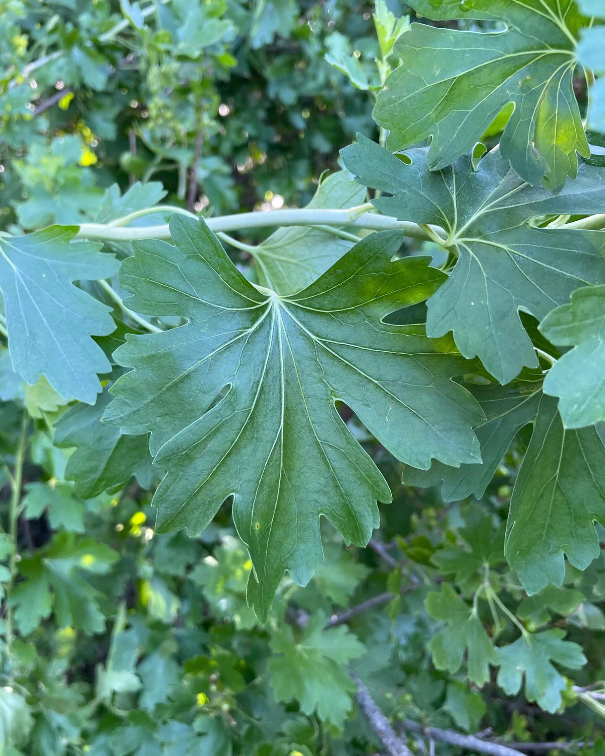 What cultivar is this, image 1 of 9