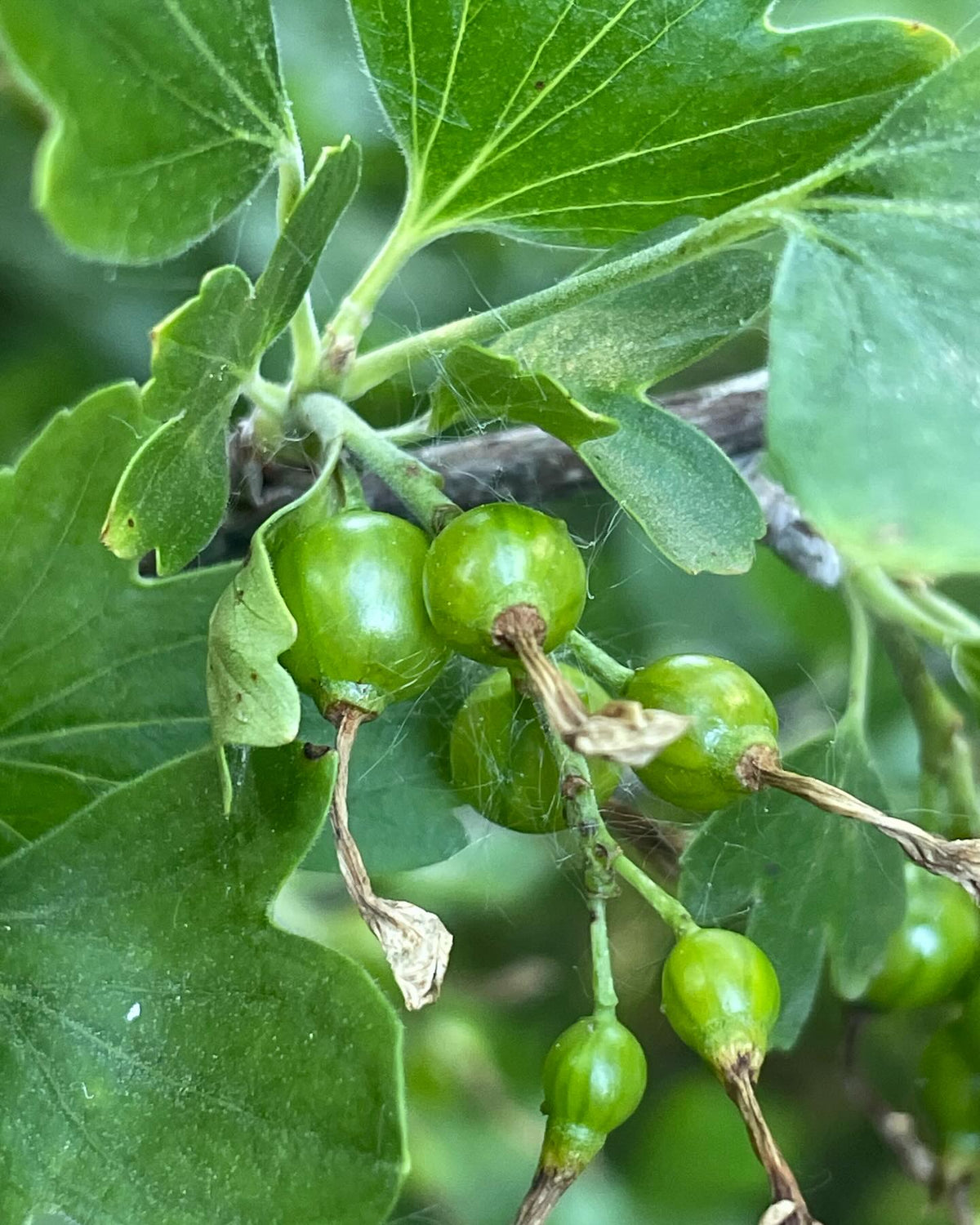 What cultivar is this, image 2 of 9