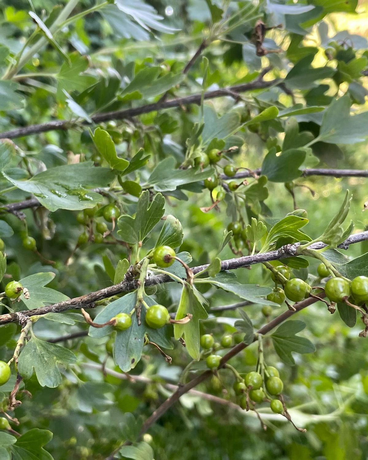 What cultivar is this, image 3 of 9