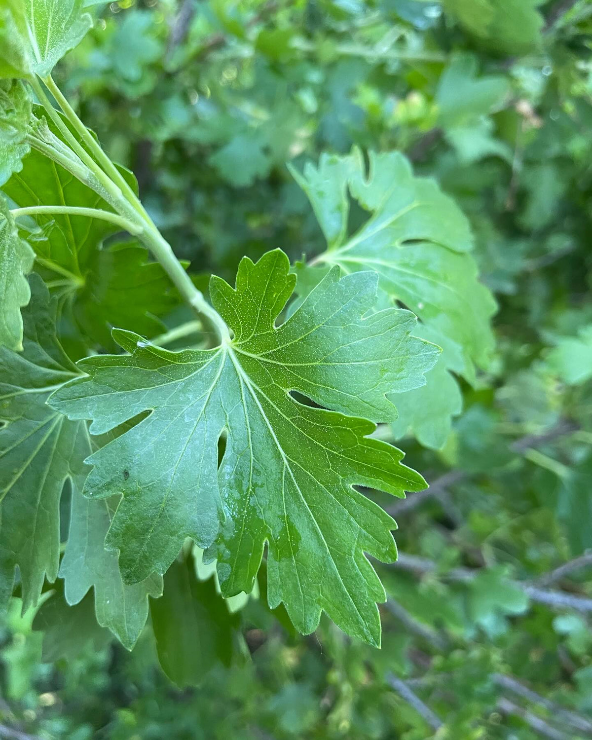 What cultivar is this, image 4 of 9