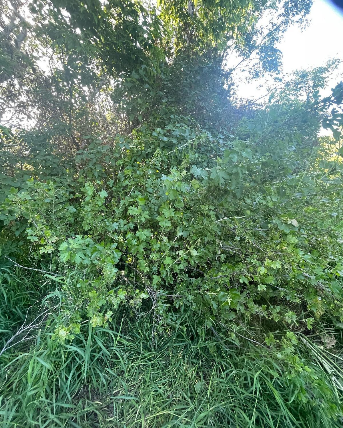 What cultivar is this, image 5 of 9