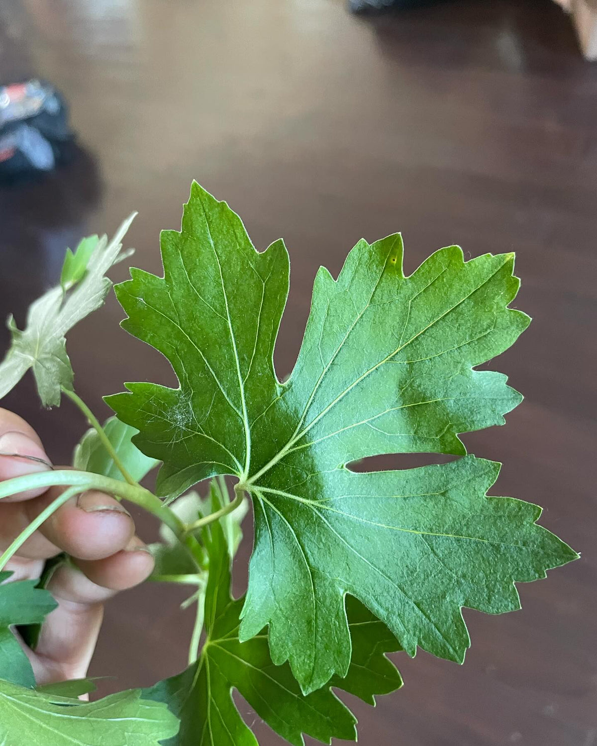 What cultivar is this, image 7 of 9
