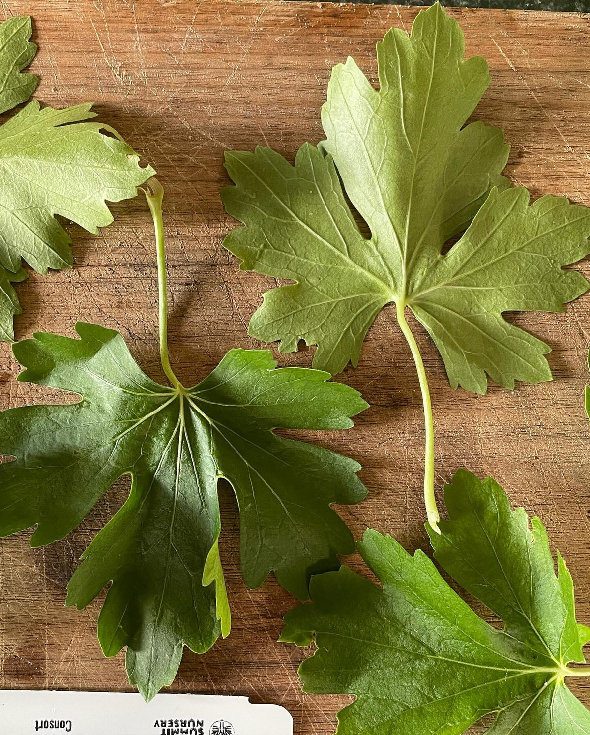 What cultivar is this, image 8 of 9