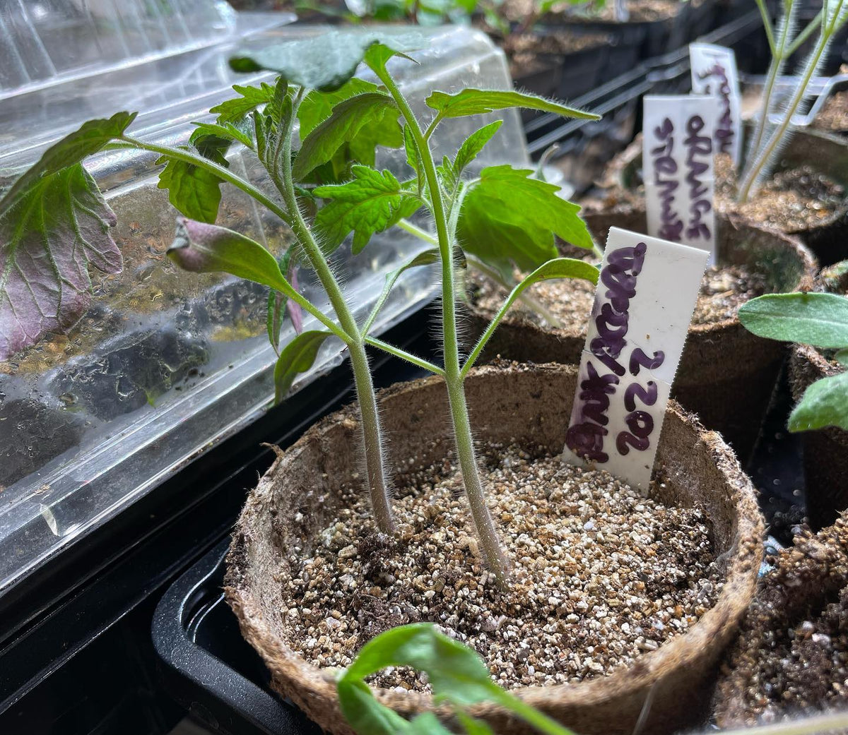 when growing tomatoes is it ok to keep 2 seedlings in one pot