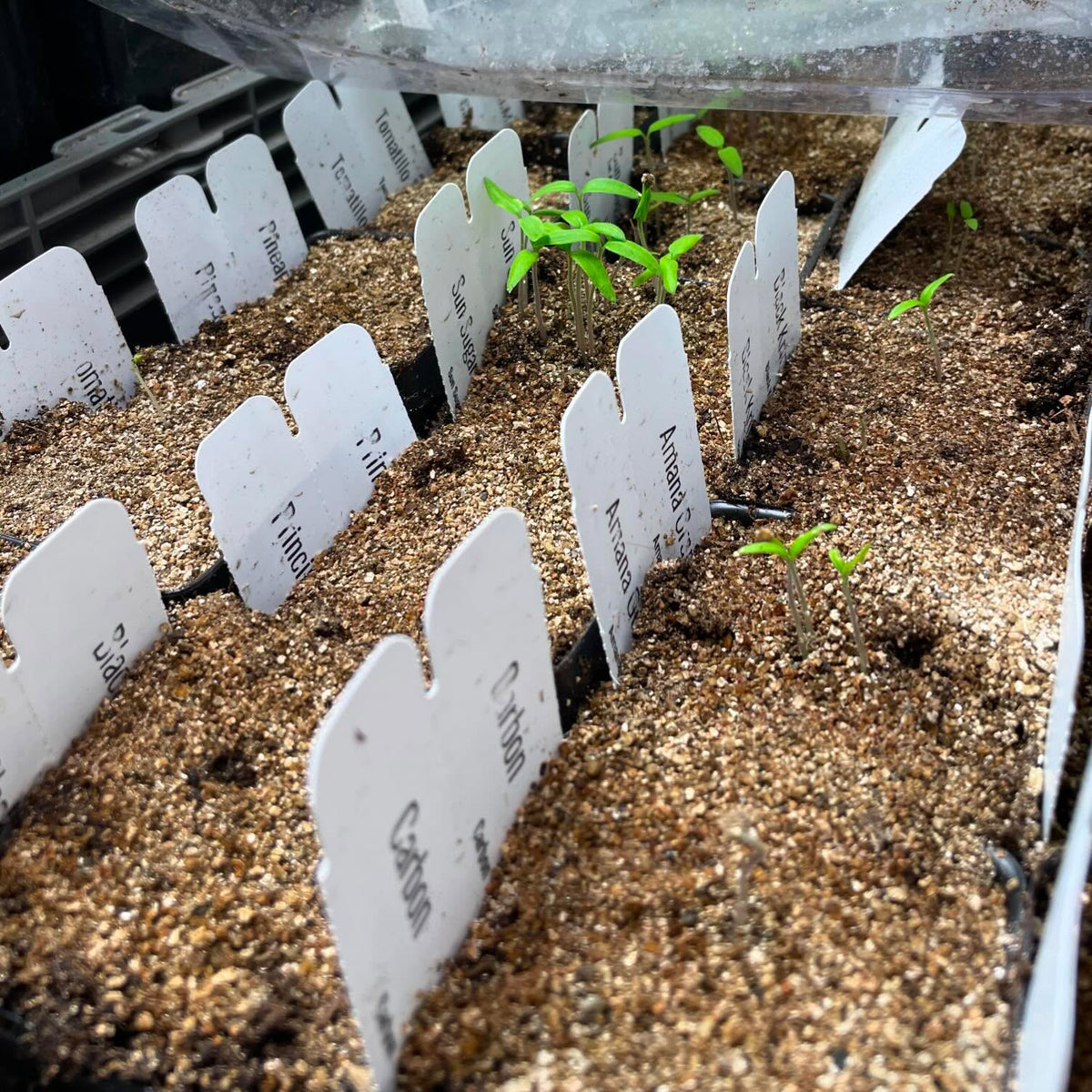 when you plant tomato seeds that you know are three years old, and they germinate before all the other seeds you ordered
