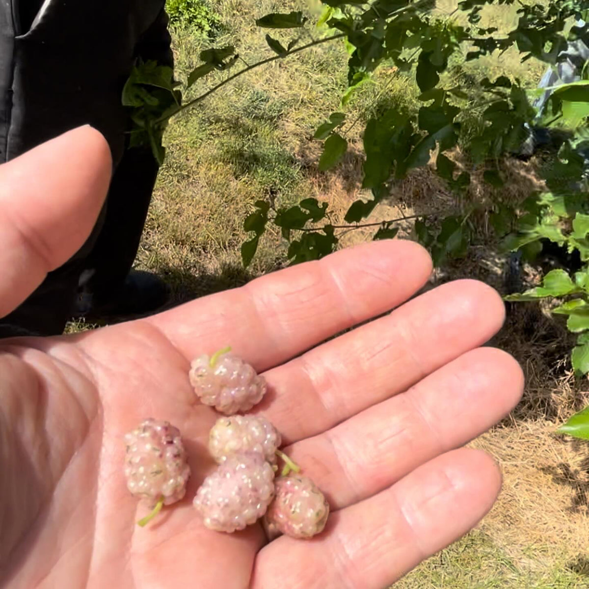 white mulberry, finally got to try them, image 1 of 2