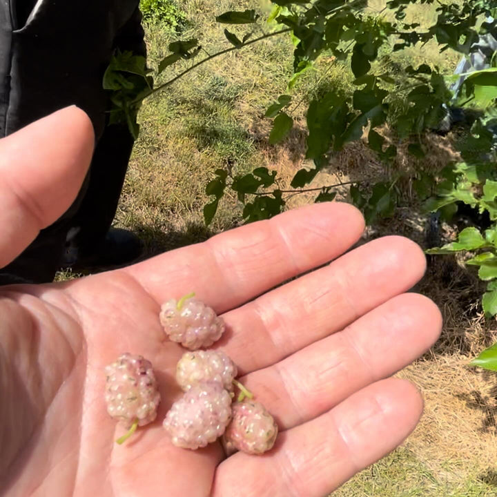 white mulberry, finally got to try them, image 1 of 2