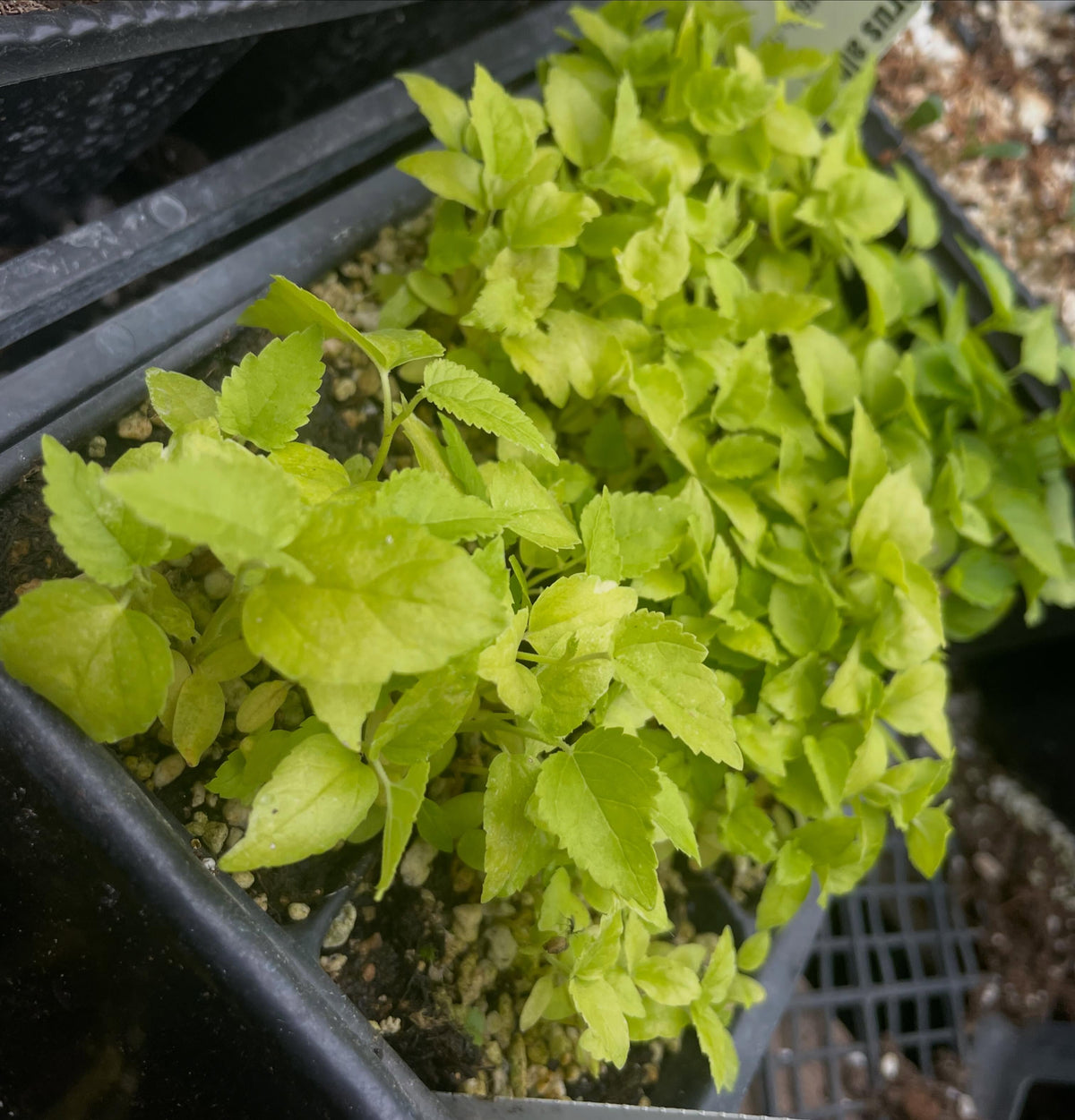 white mulberry stratified in a fridge for two months the planted in the greenhouse in april, image 1 of 2