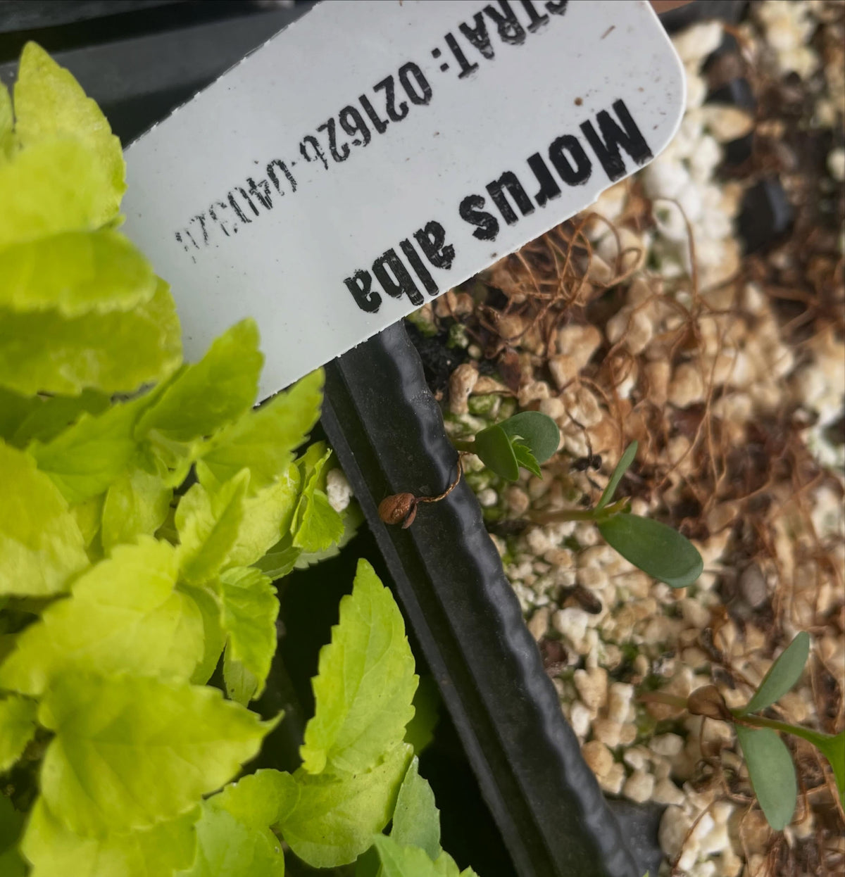 white mulberry stratified in a fridge for two months the planted in the greenhouse in april, image 2 of 2