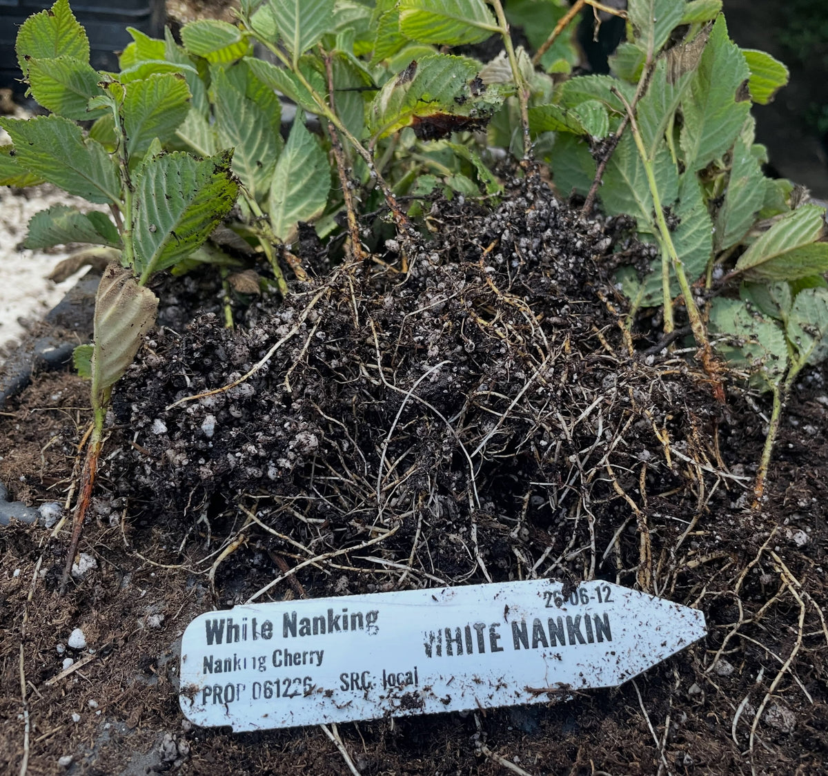 white nanking cherries