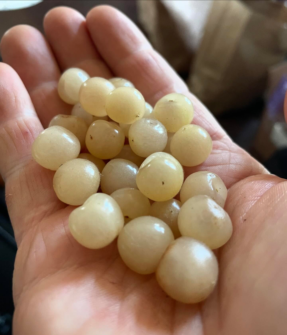 white nanking cherries to grow next year, big thanks to @nature_is_fucking_dope_ for the trade, image 1 of 2