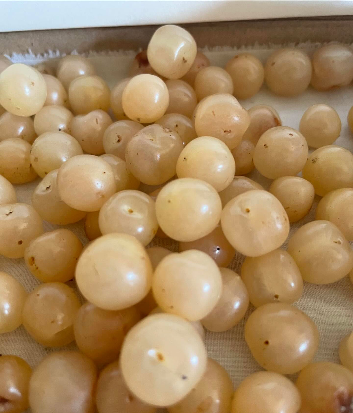 white nanking cherries to grow next year, big thanks to @nature_is_fucking_dope_ for the trade, image 2 of 2