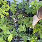 White Nanking cherry large plugs in the reviewed nursery tray