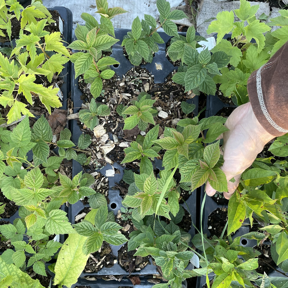 White Nanking cherry large plugs in the reviewed nursery tray