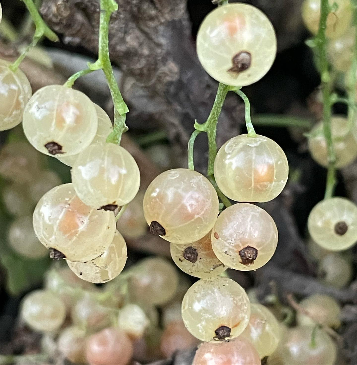 White pearl currants, pink Champaign currants, image 1 of 2