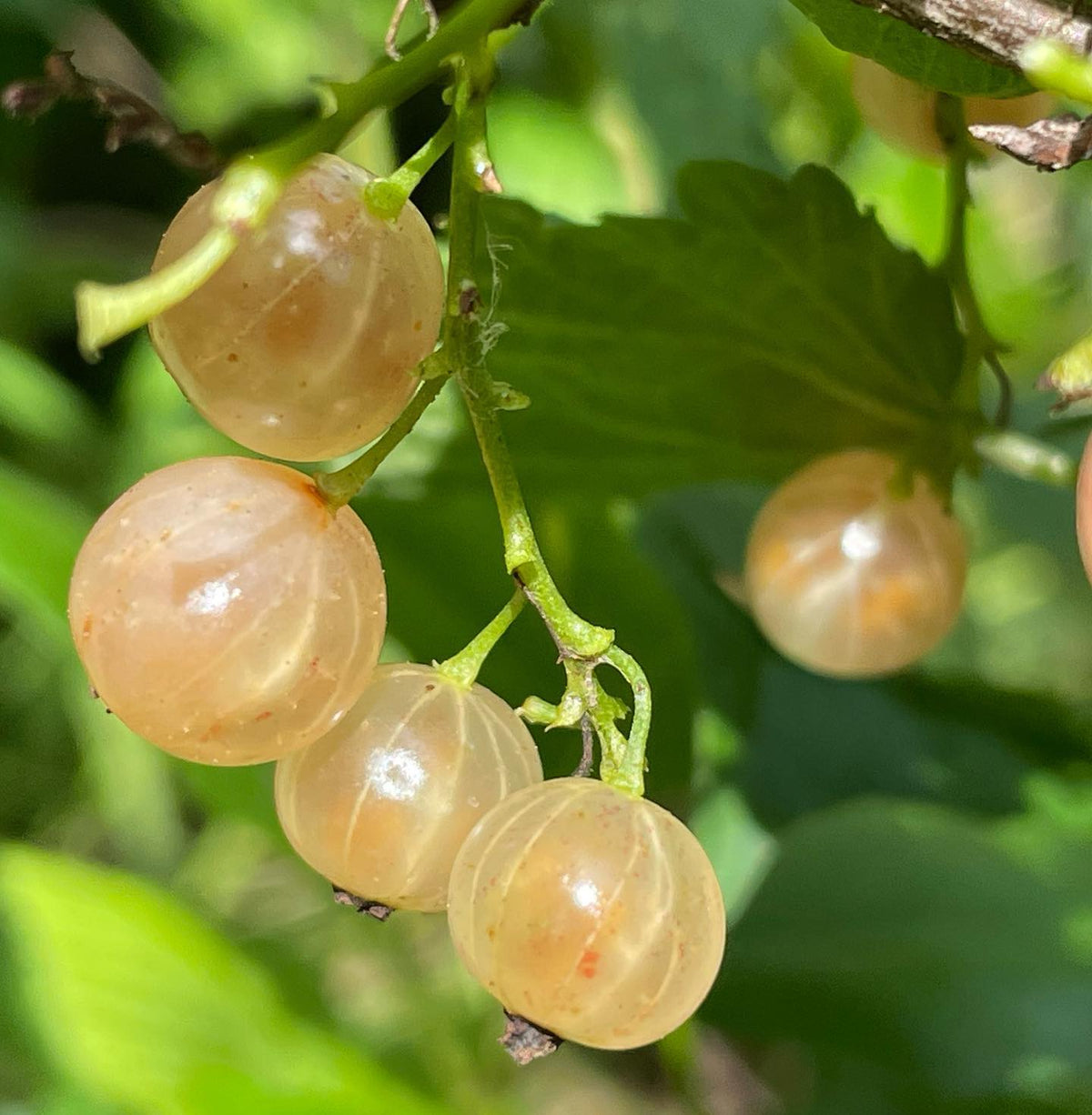 White pearl currants, pink Champaign currants, image 2 of 2