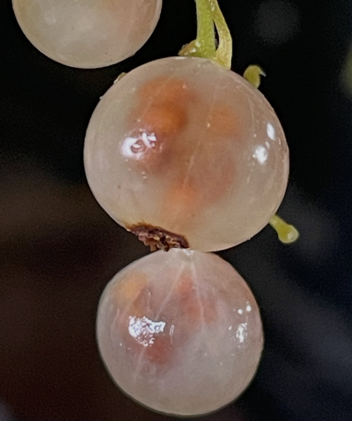 white transparent, an old french cultivar from the 1800s, the seeds are just right there, image 1 of 2