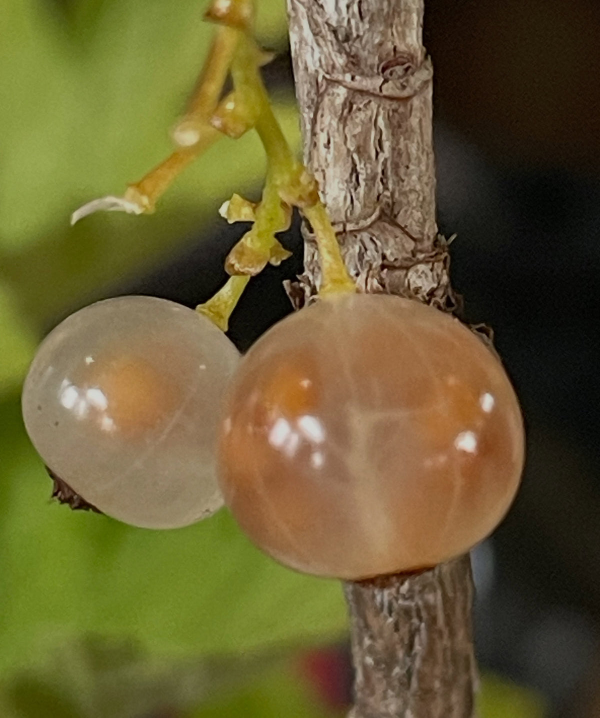 white transparent, an old french cultivar from the 1800s, the seeds are just right there, image 2 of 2