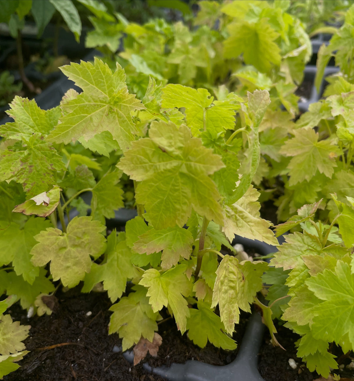 wild american black currant, Ribes americanum, image 1 of 3