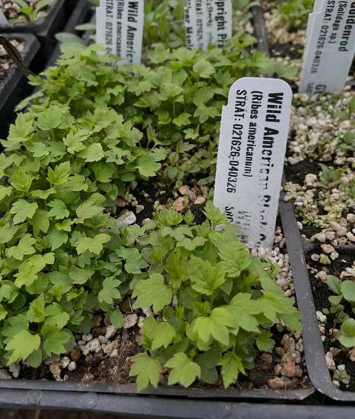 wild american black currant, super tasty native currant, image 1 of 4