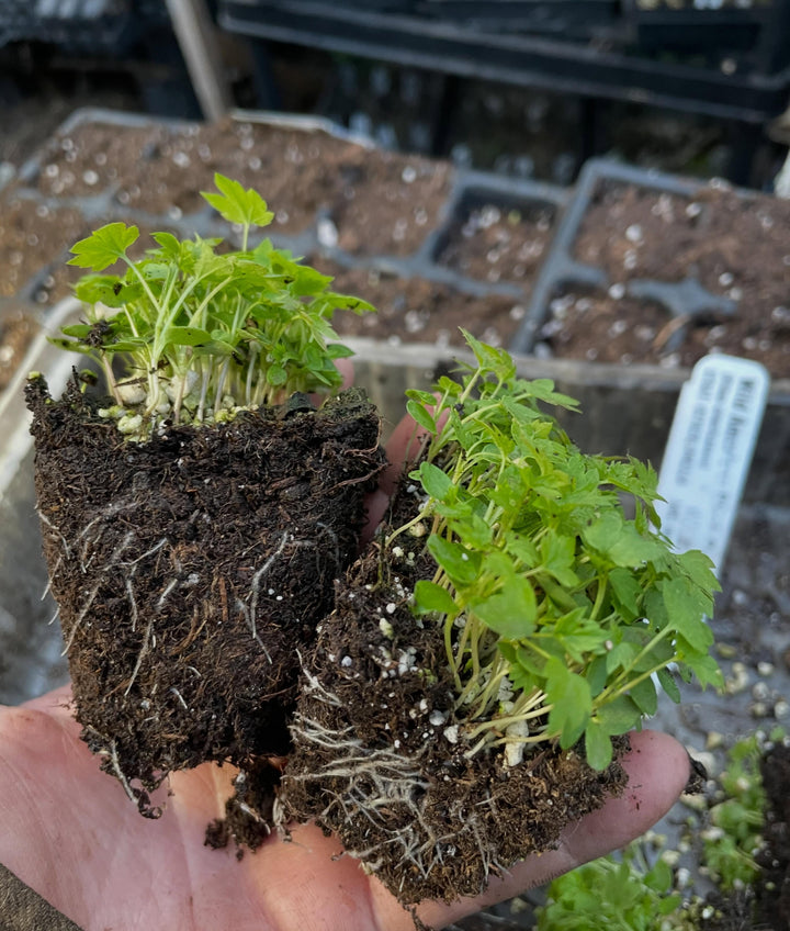 wild american black currant, super tasty native currant, image 2 of 4