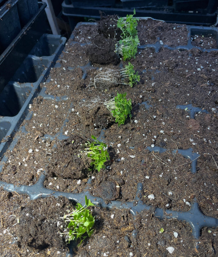 wild american black currant, super tasty native currant, image 3 of 4