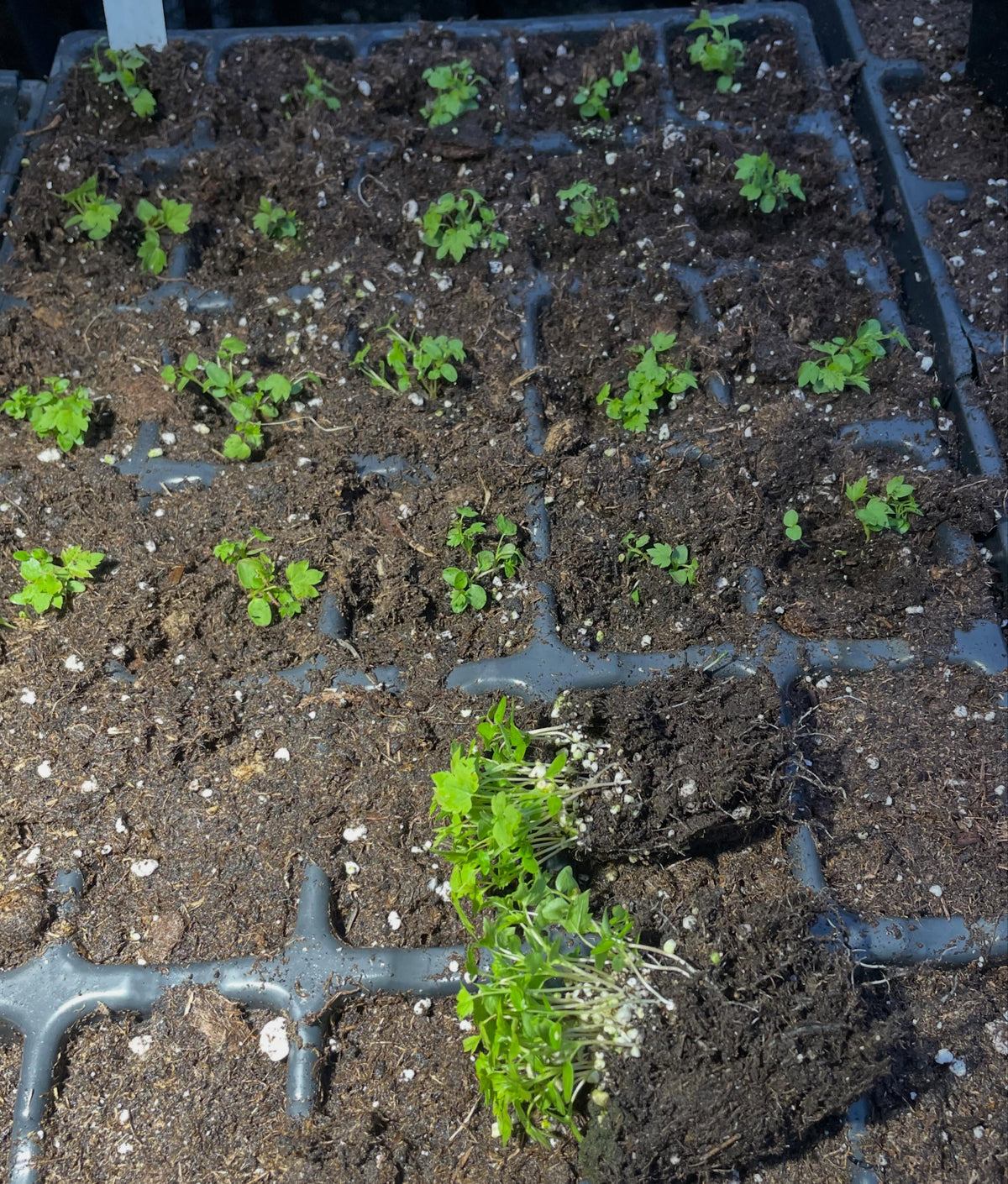 wild american black currant, super tasty native currant, image 4 of 4