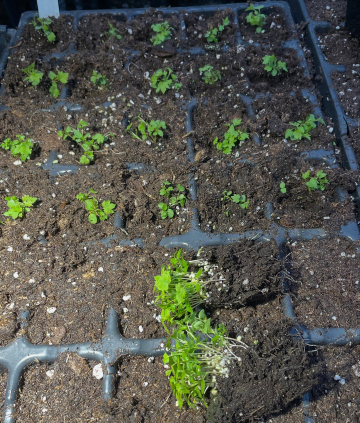 wild american black currant, super tasty native currant, image 4 of 4