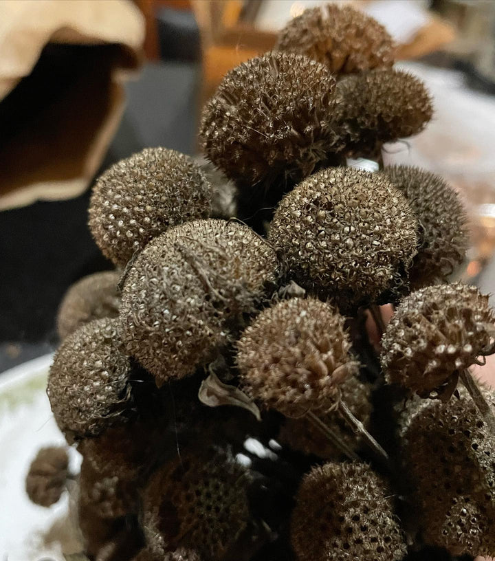 wild bergamot, image 1 of 3