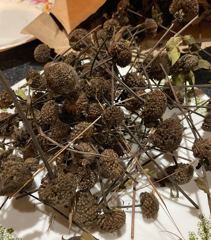 wild bergamot, image 2 of 3