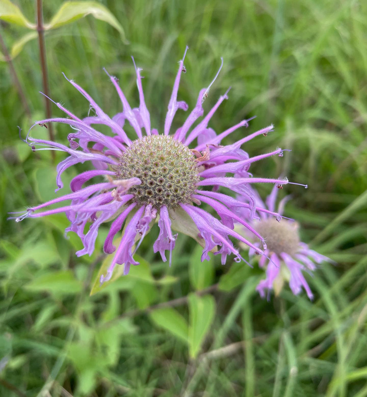 wild bergamot in a native prairie restoration garden at the Assiniboine Food Forest in Brandon MB, image 1 of 2