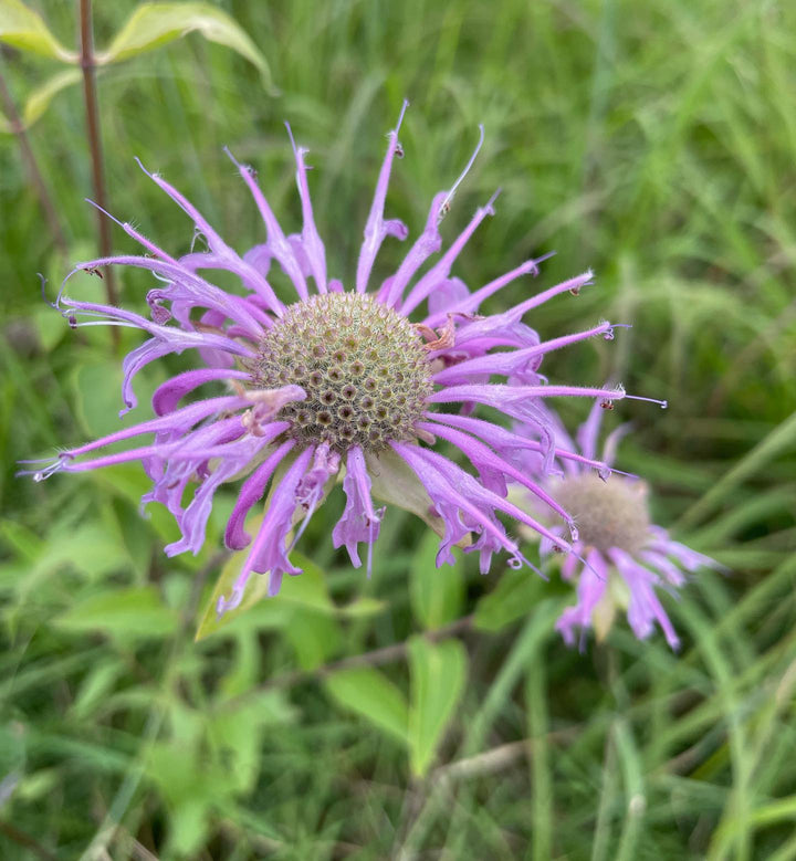 wild bergamot in a native prairie restoration garden at the Assiniboine Food Forest in Brandon MB, image 1 of 2